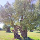 영생 농장 이미지