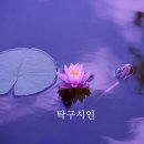 마음에 등 하나 밝히는 날〈청정심 淸淨心〉을 쓰고 이미지