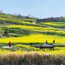 청산도 | 청산도 여행 후기