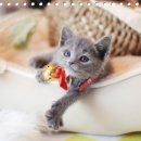 분당고양이분양 나비캣 이미지