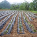 흑송농장 이미지