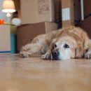 늘곁에동물병원 이미지