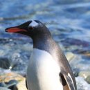 펭귄 이미지