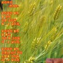 보리피리 - 사하구 | 보리피리