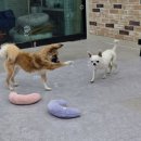 강아지트 이미지