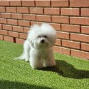 리틀댕댕 이미지