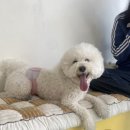 땡큐 베리 도그 이미지