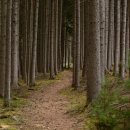 소나무헬스 이미지