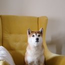 소문난 강아지 이미지