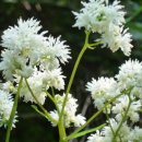 숲속에는 이미지