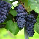 포도나무 이미지