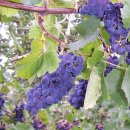 포도나무 이미지