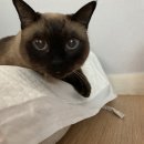 서진 동물병원 이미지