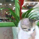 금쪽같은 내새끼 동물병원 이미지