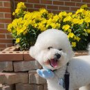 원더플독 이미지