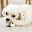 베이비몽 강아지분양 인천청라점 이미지