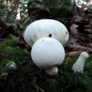 광대목장 이미지