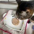 캔조아 | 🐱 이벤트로 받았다가 돈 주고 다시 산 내돈내산 고양이 미니캔 후기