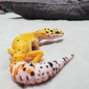 컴페니언 펫 이미지