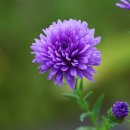 아침이슬 이미지