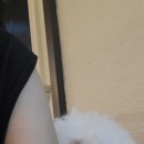 슈가몽 애견펜션 이미지