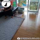 퀸스애견학교