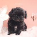 의정부 요미독앤캣 강아지분양 고양이분양 이미지