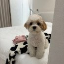 언남중학교 | [몽글몽글] 양재동 강아지미용실 믿고 맡길 수 있는 곳