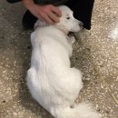 르베지왕