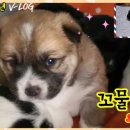 안면도덤앤더머 이미지