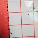 밤마리권역 | 권연벌레 생기는 이유 원인 새끼 알 퇴치 방제 온크린 방역업체 후기