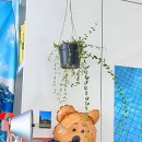 말라죽어가는 “호야 엔젤리나(엔글러리아나) 살리기”_물꽂이, 번식 후기