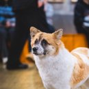 행복하개키울고양 이미지