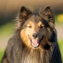 이루다 동물병원 이미지