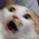 다빈치PC방 | [수술, 입원] 춘해병원 자궁근종 다빈치 sp 단일공 수술 후기 1 (발견, 증상)