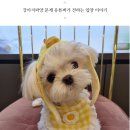 도그마루 강아지고양이 안산점 이미지