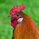 동근이숯불두마리치킨 명지점 이미지