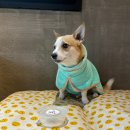 데일리 멍키친 이미지