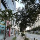 숯불 양념 치킨의 정석, 나주 지코바치킨