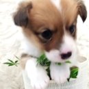 이소퍼피-별내점 이미지