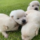 아기강아지 이미지