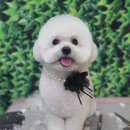 꽃개애견미용 이미지