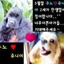 주노 이미지