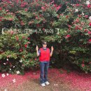 봄꽃힐링투어 | 제주도 대형버스 투어 동창들과 함께한 봄꽃 나들이