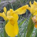 단오풍정 이미지