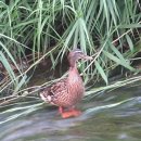 오늘따라청둥오리 이미지