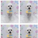 하늘펫살롱 이미지