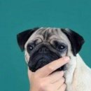 김형제 고기의 철학 이미지