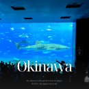 중부-현장-중부-1440 | 오키나와 츄라우미 수족관 입장료 티켓 할인 기념품 고래상어 크기