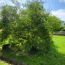 석성동헌 탱자나무 이미지